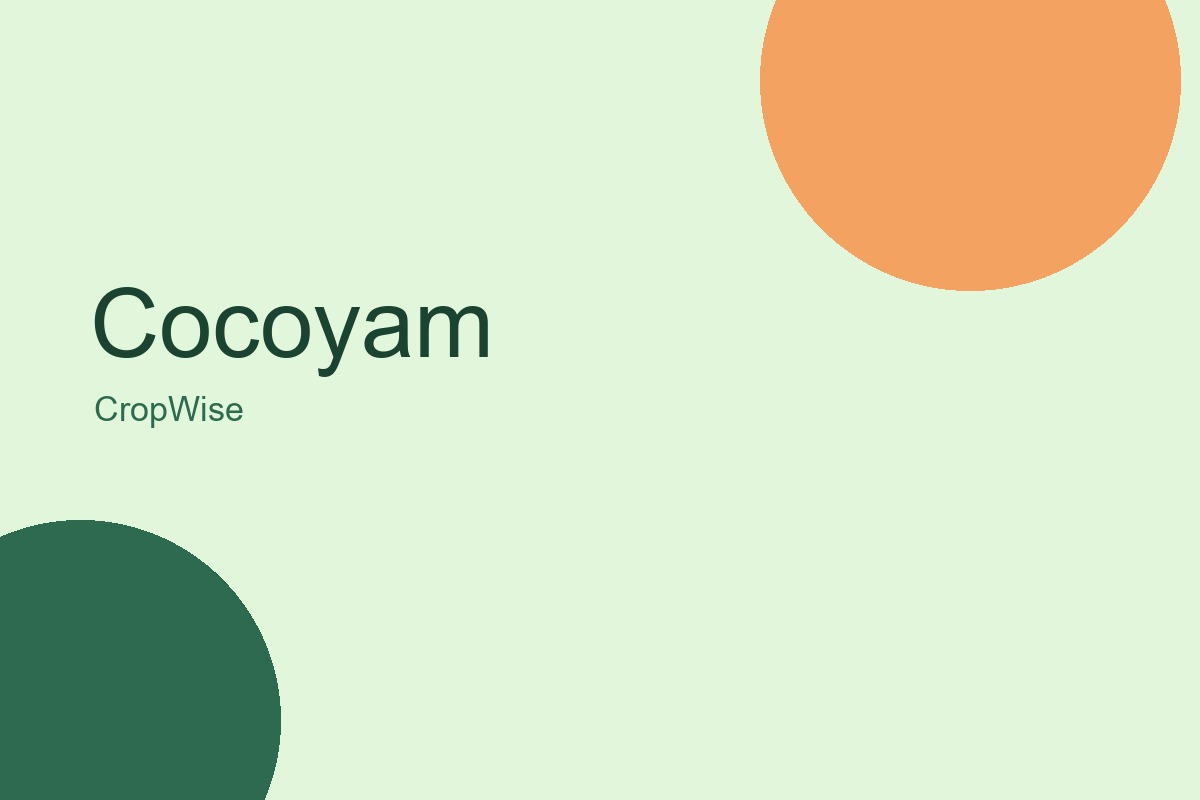 Cocoyam
